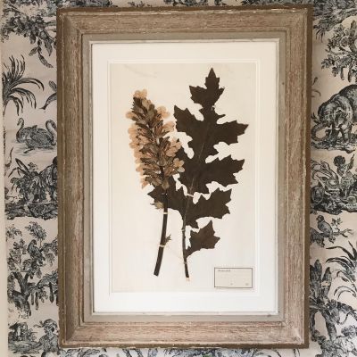 Large Framed Herbarium